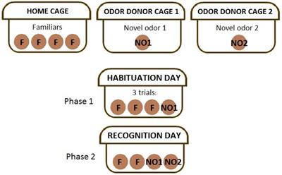 Olfactory Memory Impairment Differs by Sex in a Rodent Model of Pediatric Radiotherapy